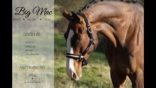 SOLD: ***Big Mac*** ***Pferdehandlung Dederichs***