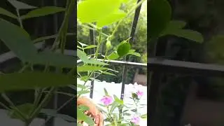 Aparajita flower 🌼 #shorts #youtubeshorts #ebenezertutorials