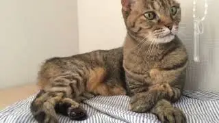 手を組む猫