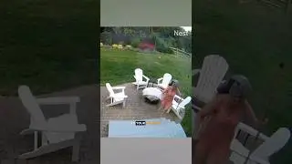 Crazy Groundhog - Ozzy Man Quickies