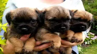 Border Terrier Parasite Prevention
