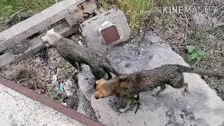 Чит описание