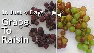 [4K] How to Make Your Own Raisins from Grapes in 4 Days, Fast! 