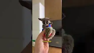 The Cutest Jumper in the Animal Kingdom