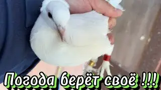 Погода берёт своё !!!
