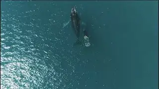 Peaceful Stunning Whales Calmly Swimming In The Ocean  |  Sleep, Meditate, White Noise Relax, Calm