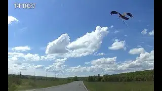 Коршун схватил змею перед мчащимся автомобилем/A kite grabbed a snake in front of a speeding car