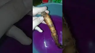 mandrake реанимация, восстановление