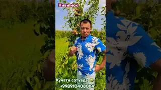 📞+998910408084 Киви нок кўчати сотувда #uzbek #uzbekistan #travel