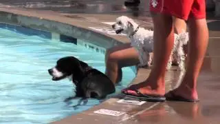 Pooch Plunge 2011
