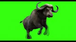 BULL #15  || GREEN SCREEN  || ANIMATION  || FREE 3D