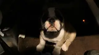 Lady Bertha the Bulldog: First and second day home