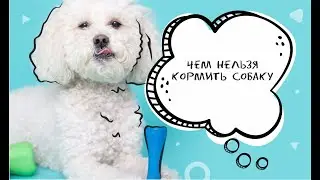 Чем нельзя кормить собаку . Совет от КЗВС