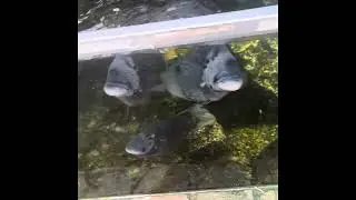 Bornholm’s butterfly park - a must visit