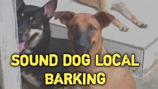 DOG LOCAL | SOUND DOG BARKING LOUDLY