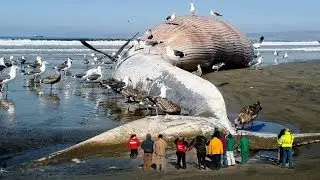 World's Biggest Animal 2017