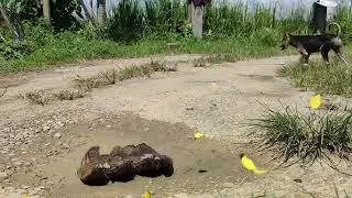Rama-Rama Kuning