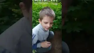 Засунул руку в муравейник