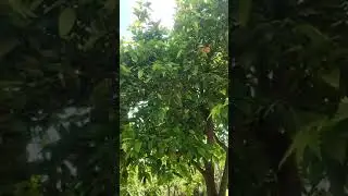 من ضواحي العرائش: شوفو معانا جمالية غرسة ديال الليمون.. الأشجار مثمرة و تعد بإنتاج غزير هاد العام
