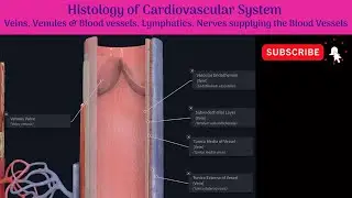 Histology of Veins, Venules & Blood vessels, Lymphatics and Nerves supplying the Blood Vessels