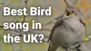 Singing birds: Beautiful songs of Nightingale, Wren and more