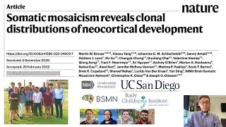 Nature: Somatic mosaicism reveals clonal distributions of neocortical development