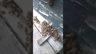 Набираем силу в зиму.