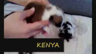 Troya x Escubi