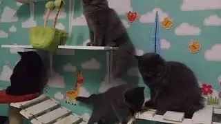 Kucing(3)