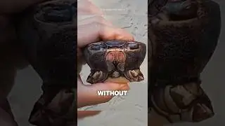 Why Do Crabs Cut Their Claws⁉️😱