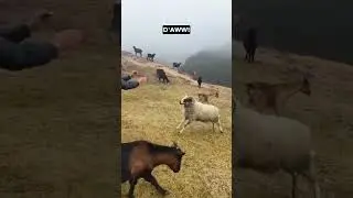 Ram Being Teased  - Ozzy Man Quickies