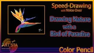 Bird of Paradise with Colored Pencils | Nature with Colored Pencil