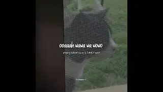 Cat Sing Uwo wawa wa wowo _ Lyrics 