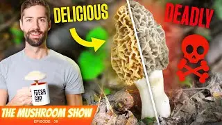 This Widely Eaten Mushrooms Is... Deadly?