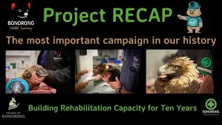 Project RECAP.  The most important campaign in Bonorong's history