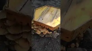 Грибочки на старом пенечке