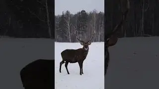 🦌Экопарк Аркуда