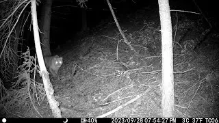 Trail Cameras 2023 [Manning Park] EASTGATE 4K
