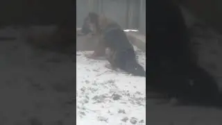 собачка поймала птичку но птичка не здовалась и улетела