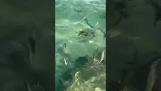 ЕГИПЕТ 🇪🇬 /КРАСНОЕ МОРЕ