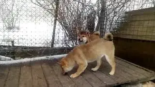 Щенки Сиба