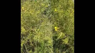 OMULOKORE,OMUSIRAMU,OMUSAMIZZE,OMUKATULIKI NABALALA MUSEMBERE,MUMANYE