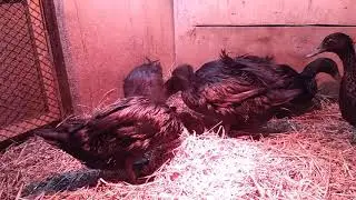 Наши утки Каюги