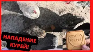 🐔Куры хотят сожрать печенье / Жизнь в Деревне / Жизнь Курей / Украинское Село / Умань