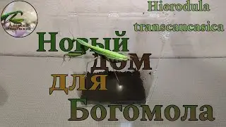 Новый дом для богомола! Hierodula transcaucasica