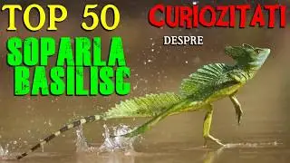 Top 50 curiozitati despre SOPARLA BASILISC