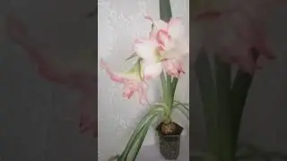 Shorts Амариллис расцвел.