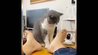 Cat vs Human Foot 😂#Shorts