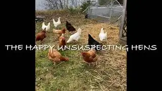 FOX ATTACK: caught on nest security cameras, LET GO OF MY CHICKEN!!!