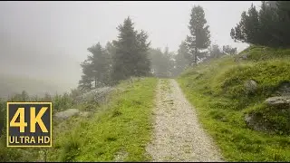 Misty Creek Pathway Nature Walk 4K (With Ambient Nature Sounds And Music)